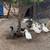 ducks $250 for 15 ducks 1 thumbnail