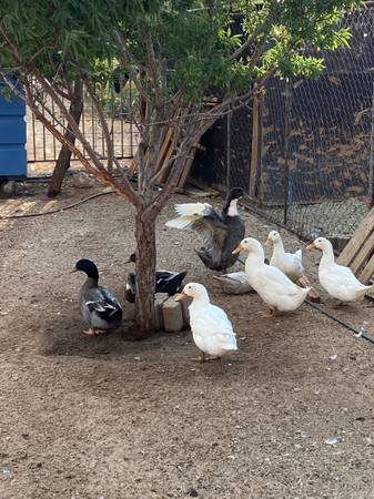 ducks $250 for 15 ducks 1