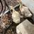 Sebastopol Goslings (Geese Babies) 2M/3F 13 thumbnail