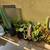 LOT OF SUCCULENTS 1 thumbnail