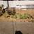 Cactus overgrown: smaller plants with roots 2 thumbnail