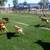 Artificial Grass used.  Inexpensive 2 thumbnail