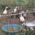 Ducks 3-4 months old 2 thumbnail