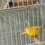 A pair of yellow canaries 7 thumbnail