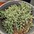 Dwarf Juniper 10 thumbnail