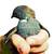 Button Quail and Celadon Coturnix Quail Hatching Eggs Chicks Hen Roost 6 thumbnail