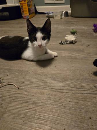 Kittens in need of loving homes (Wendell)63980446271619124