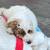 puppy 1 thumbnail