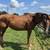 Elsie- chestnut tb mare 3 thumbnail