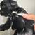 Miniature schnauzer puppies 8 thumbnail