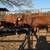 Second calf red angus pairs, likely bred back 3 thumbnail