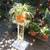 Big  Plants for good prices. Open 10-5p.m. 10 thumbnail