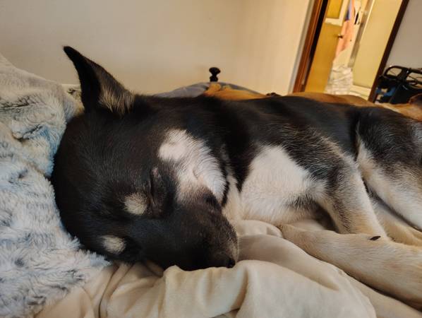Husky en adopción (Kent)63443593177475122