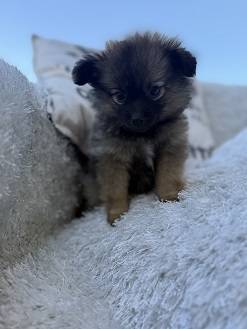 rehoming toy aussie63874560852355121