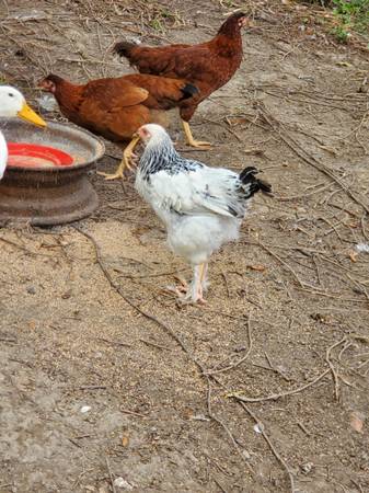 Layer chicken (Kingsport)63875536306817122