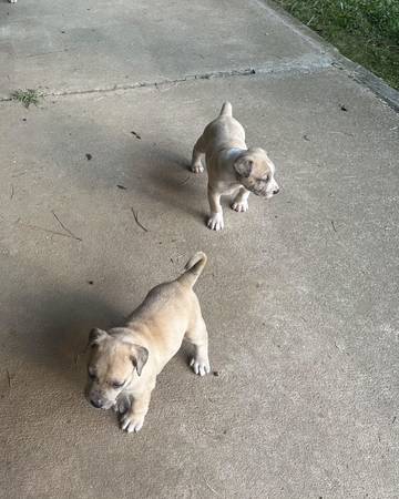 2 puppies Belgium shepherd mix with black lab (East point)63922481811971120