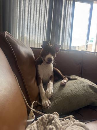 Cachorro macho mestizo border collie63945150738307121
