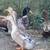 ducks for sale 1 thumbnail