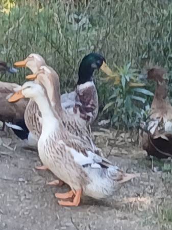 ducks for sale 1
