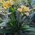 Clivia 7 thumbnail