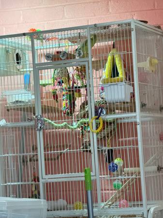 Parrotlets and cage63948404251139120