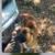Full blooded putbulls 2 thumbnail