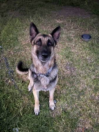 German Shepherd 1