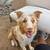 Rehoming Australian shepherd 2 thumbnail