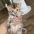 F3 Savannah lynx jungle cat kittens 2 thumbnail