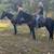 Walking Horse Geldings Ride and Drive - Rosco and Rex 3 thumbnail