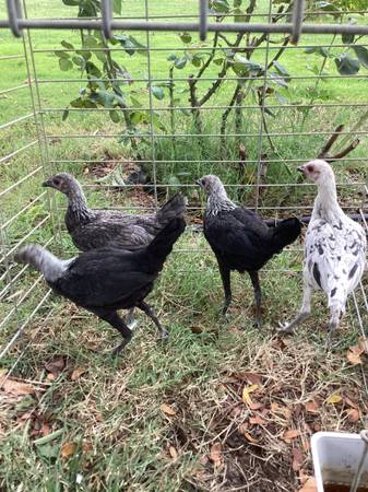 Modern Game Pullets 1