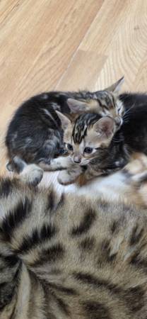 Gatitos Bengal (Corpus Christi)63622346249729123
