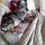 Blue Merle female Chihuahua 4 thumbnail