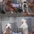 Puppies rehoming Standard American Bully 2 thumbnail