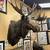 Giant Taxidermy Real Moose Head Wall Hanging Trophy 1 thumbnail