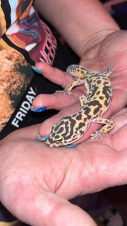 Geckos leopardo necesitan nuevo hogar (Mcdonald)63661209841409120