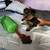 Rehoming my yorkie babies 4 thumbnail