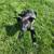 German shepherd/lab pups found close to my home 9 thumbnail