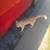 Dumped cat or missing 2 thumbnail