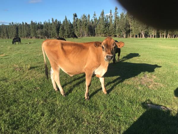 Jersey steer 1