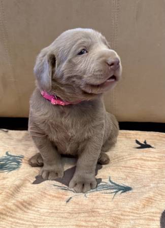 Silver Lab Puppies (Circleville)63907296449666123