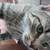 Cats 2 thumbnail
