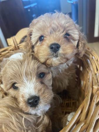 Cavapoo Cuties65440539140354123