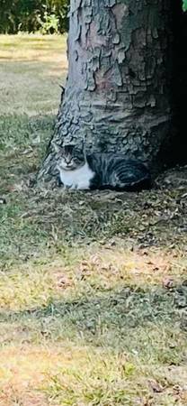 Stray Cat found in Boardman 1