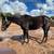 thoroughbred Mare 2 thumbnail