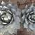 Cactus plant; Large and small Agave Parryi Truncata 2 thumbnail
