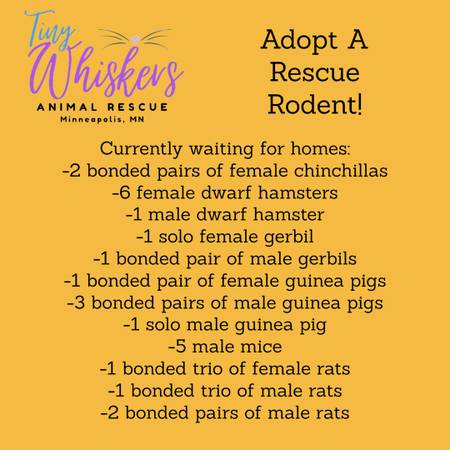 Adopt A Rescue Rodent! 1