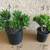 Money trees, Portulacaria Afra Prostrata, Jade Plant - Easy to Grow… 6 thumbnail