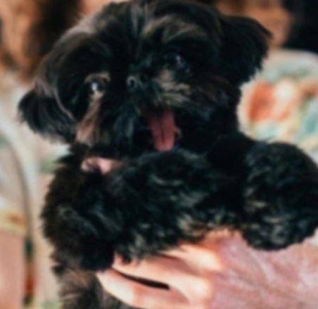 availableShihtzu puppies 1