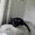 Kitten 2 thumbnail